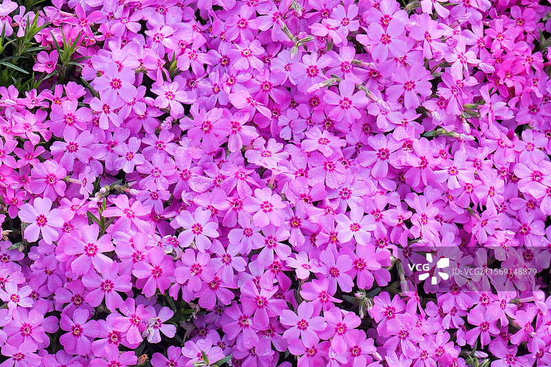 芝樱花花朵花海图片素材