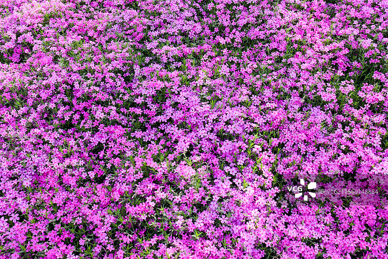 芝樱花花朵花海图片素材