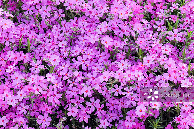 芝樱花花朵花海图片素材