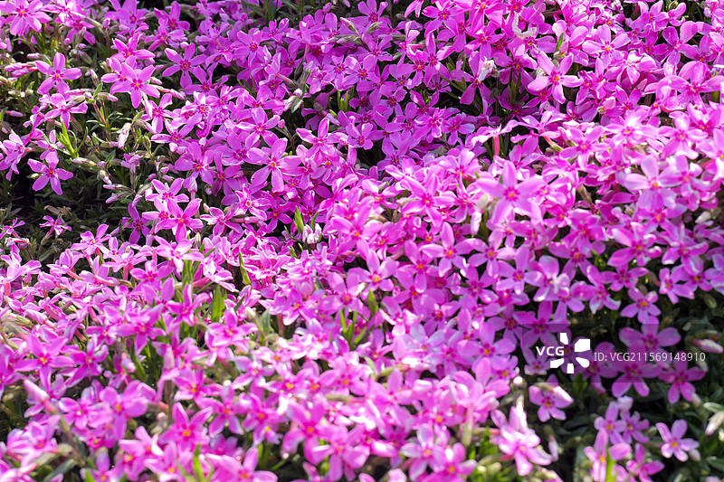 芝樱花花朵花海图片素材