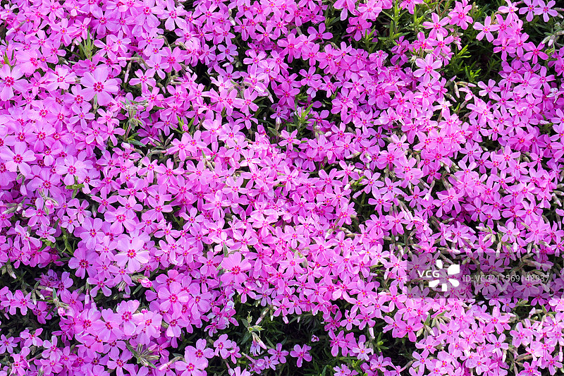 芝樱花花朵花海图片素材