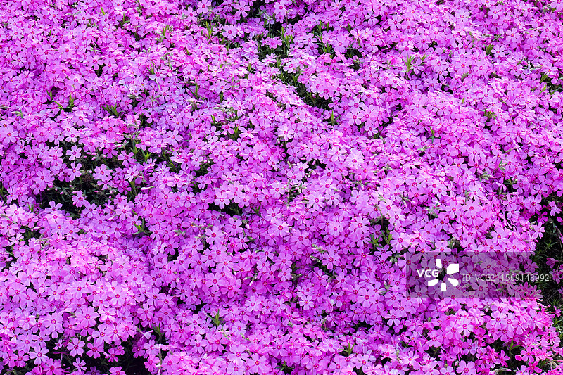 芝樱花花朵花海图片素材