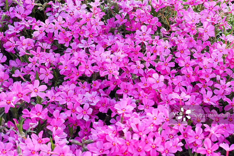 芝樱花花朵花海图片素材