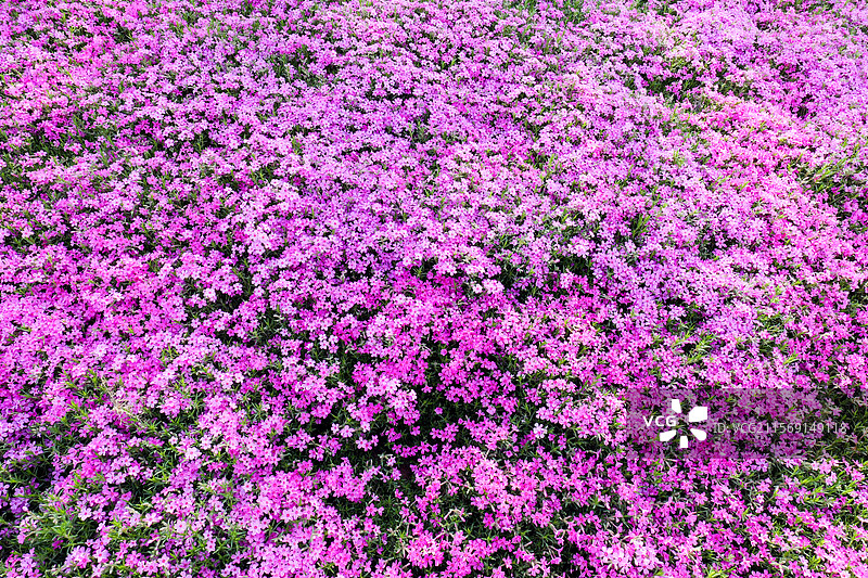 芝樱花花朵花海图片素材