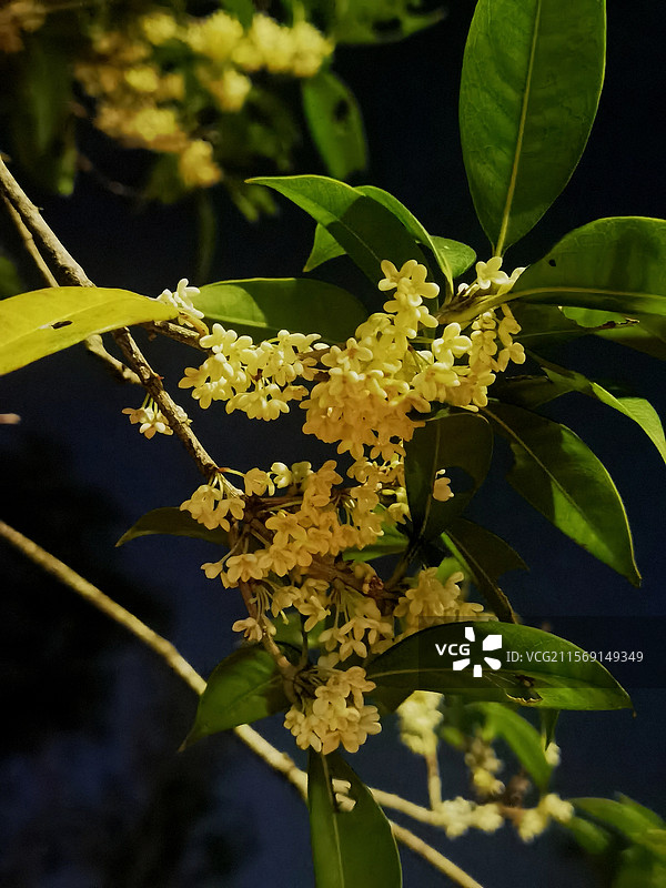 八月桂花香图片素材