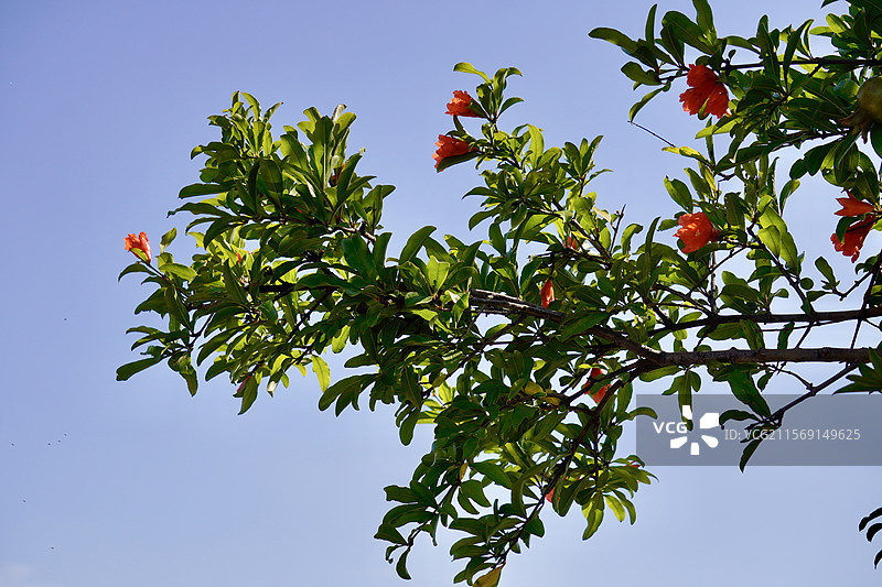 上海朱家角-蓝天下的开发石榴树仰视图图片素材