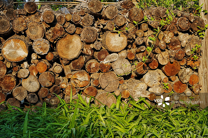 夕阳照在整齐堆放的原木堆上并有绿色植物边框图片素材