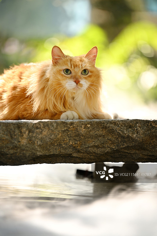 可爱的中华田园猫图片素材