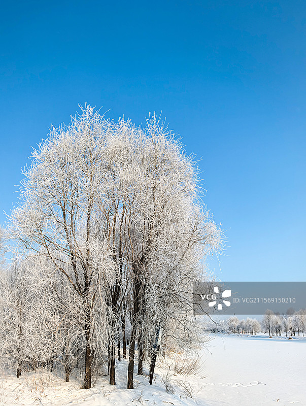 洁白无瑕的东北雾凇图片素材