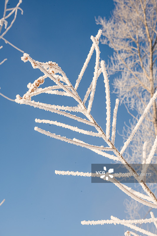 洁白无瑕的东北雾凇图片素材