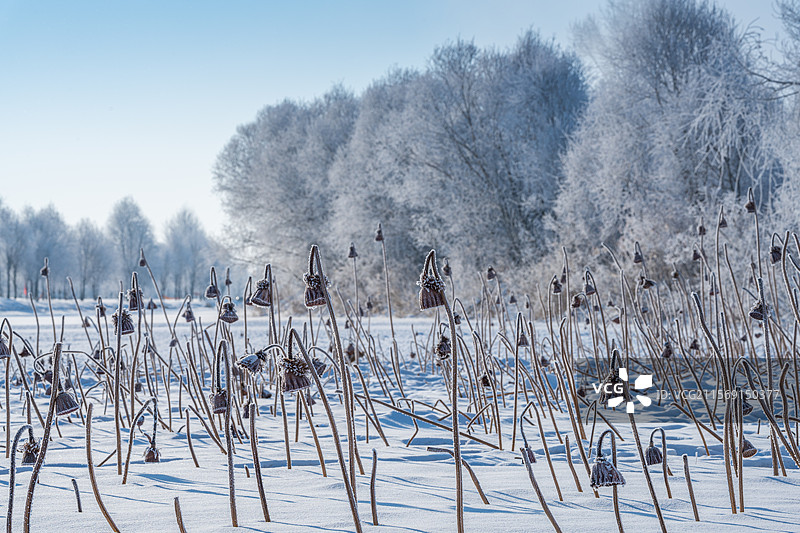 洁白无瑕的东北雾凇图片素材