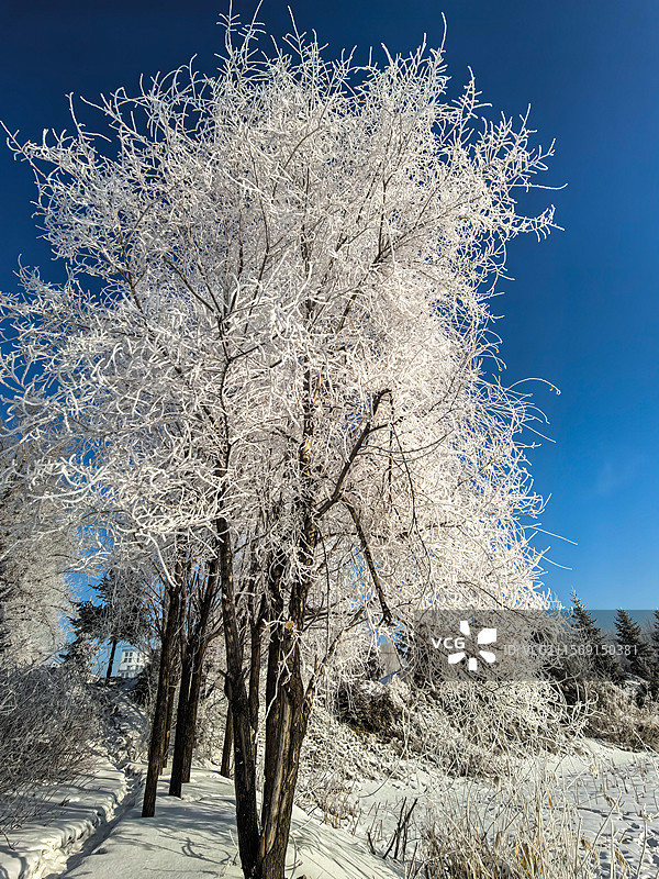 洁白无瑕的东北雾凇图片素材