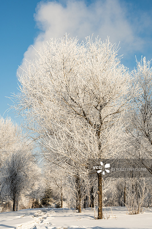 洁白无瑕的东北雾凇图片素材