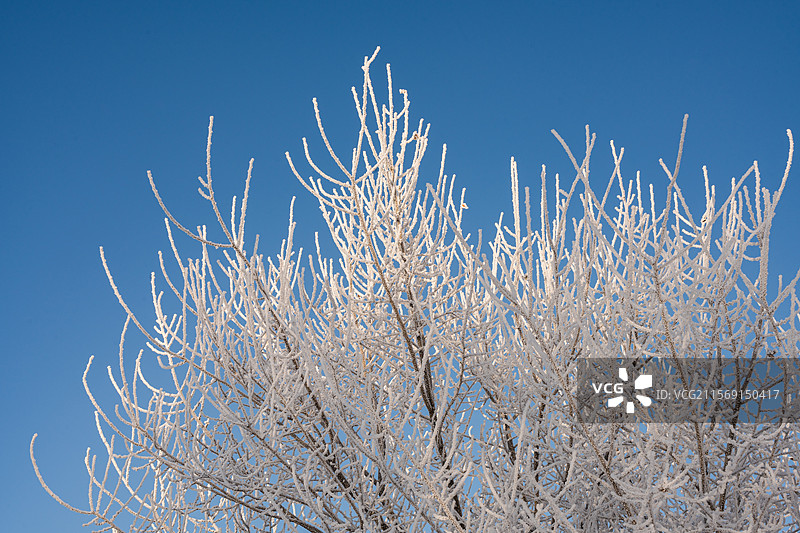 洁白无瑕的东北雾凇图片素材
