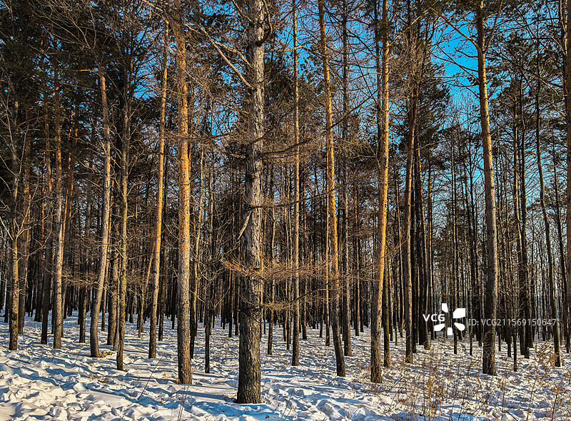 冬日的树林雪路图片素材