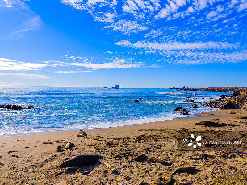 加州大苏尔象海豹海滩图片素材