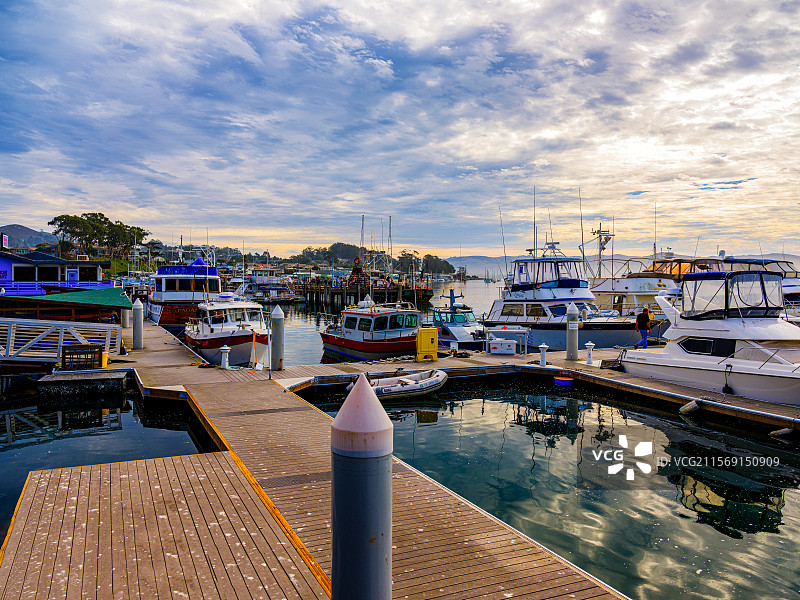 加州莫罗贝海湾渔人码头野生动物海獭种群图片素材