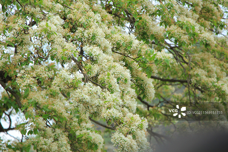 百年流苏树图片素材