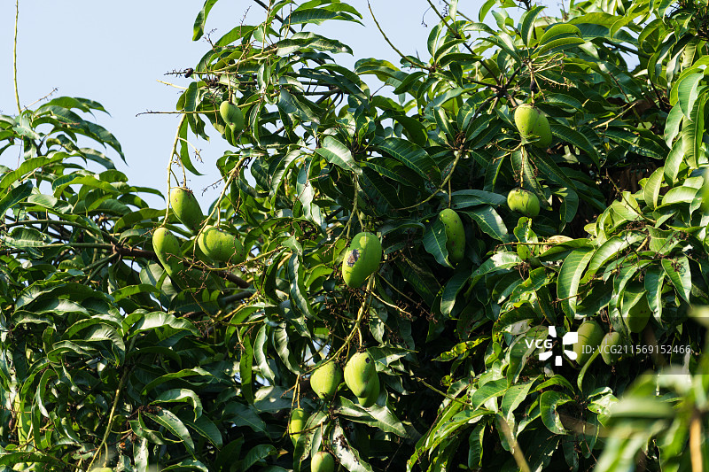 枝头挂着的青芒果果实图片素材