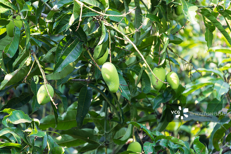 枝头挂着的青芒果果实图片素材