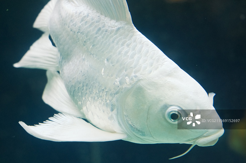 水下的白鱼特写图片素材