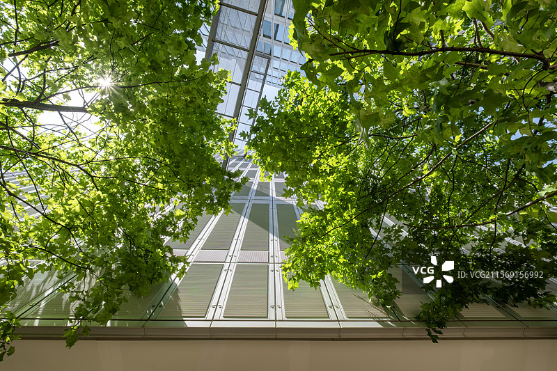 绿色枝叶与办公楼立面平行构图图片素材
