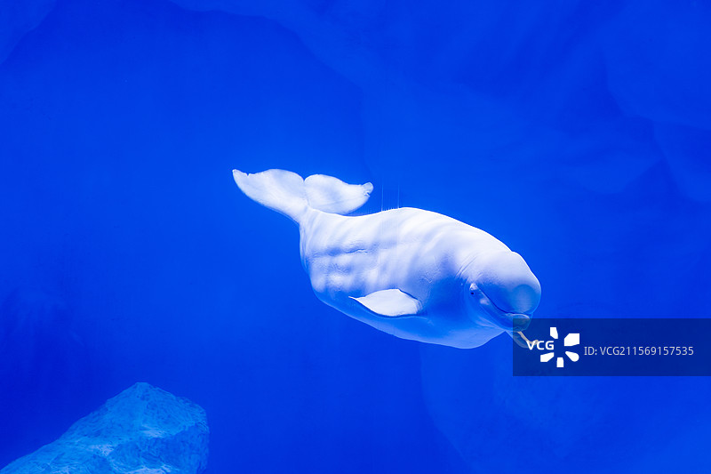 郑州市海昌海洋公园，国家AAAA级旅游景区，白鲸音乐秀，鲸科图片素材