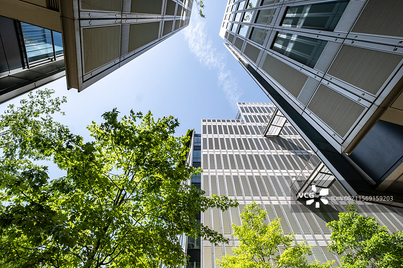阳光透过高楼与繁茂树梢交错的仰望视角图片素材