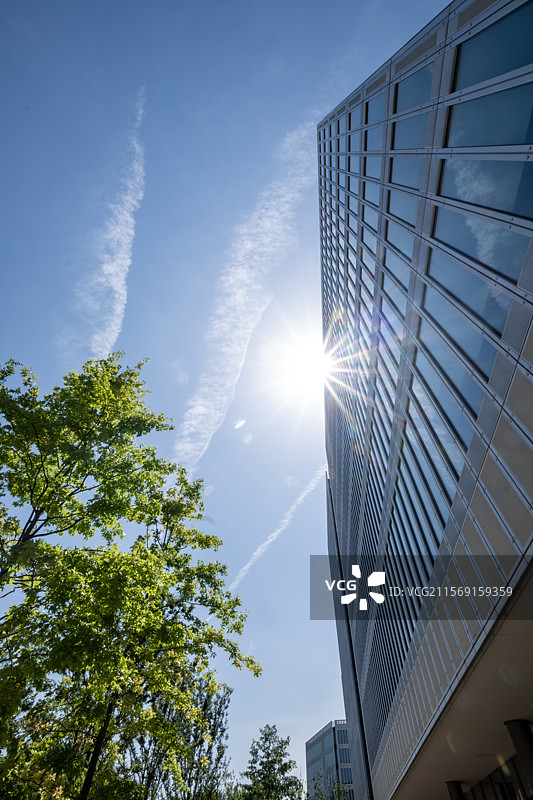 树影掩映下仰望现代城市高楼图片素材