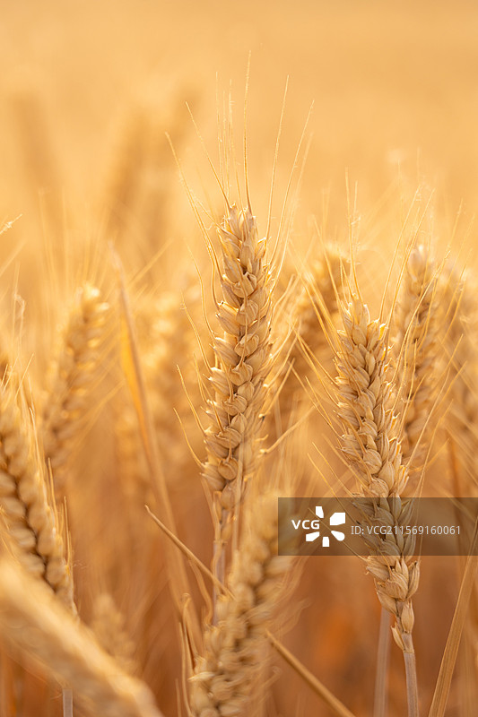 丰收的小麦金黄的麦穗图片素材