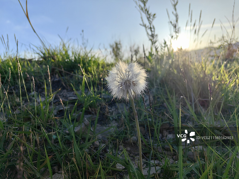 草地上的蒲公英图片素材