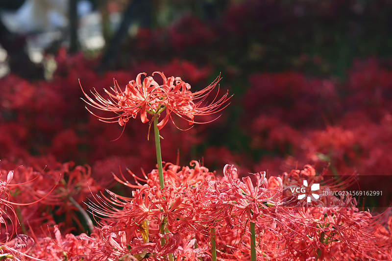 鲜红的石蒜花图片素材