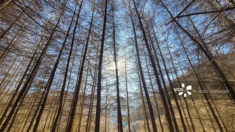 汶川•甘海子-春日冬未至，林间却已有暖阳图片素材