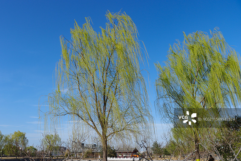 春天的公园里刚抽芽的杨柳树随风摇曳图片素材