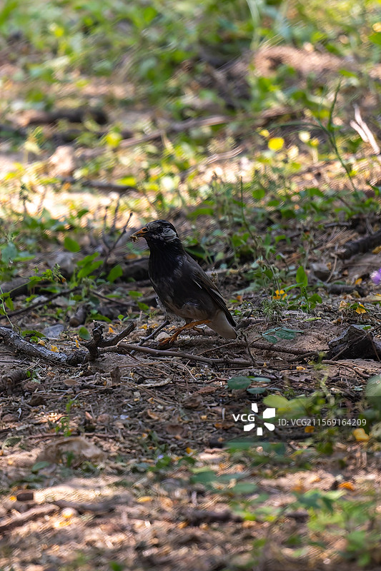 北京朝阳公园：灰椋鸟林间栖息图片素材