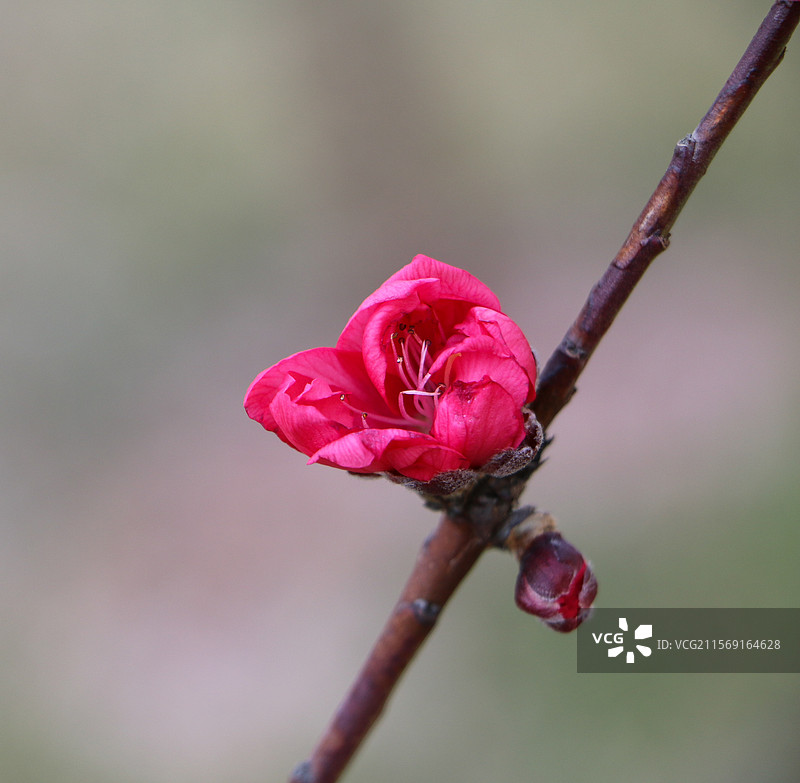 春天，桃花朵朵开图片素材