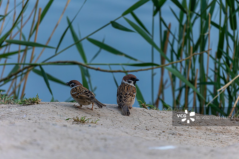 麻雀的多样生活图片素材