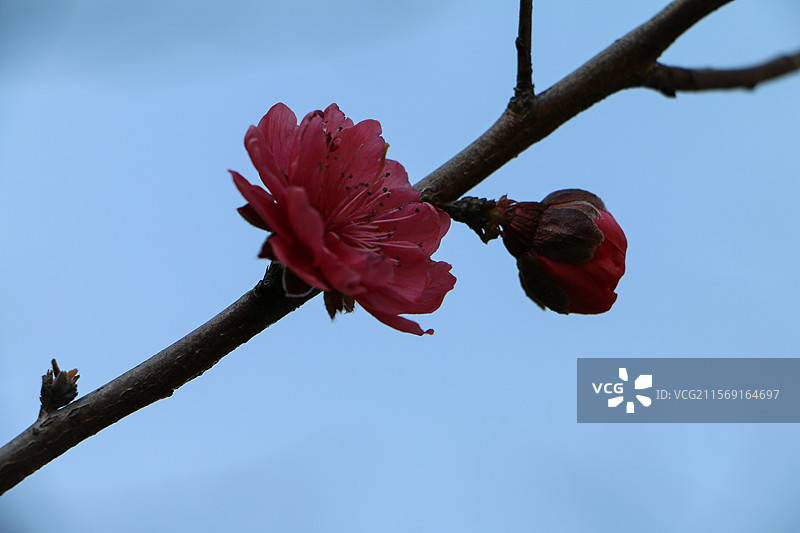 春天，桃花朵朵开图片素材