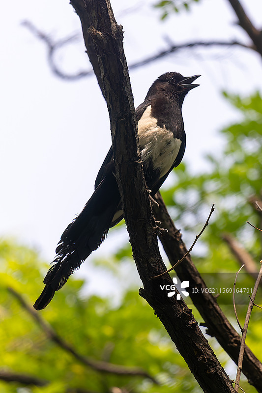 喜鹊的灵动瞬间图片素材