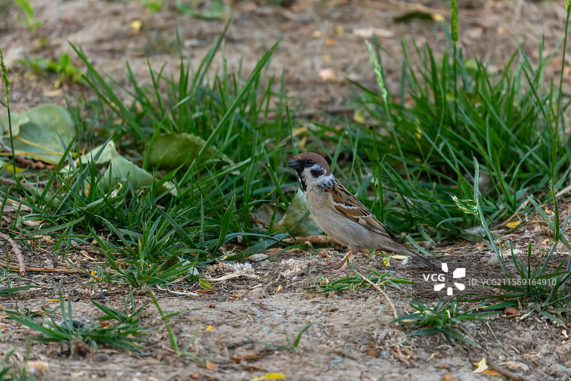 麻雀灵动瞬间图片素材