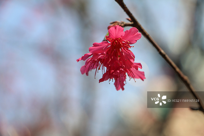 春天，樱花开得灿烂图片素材