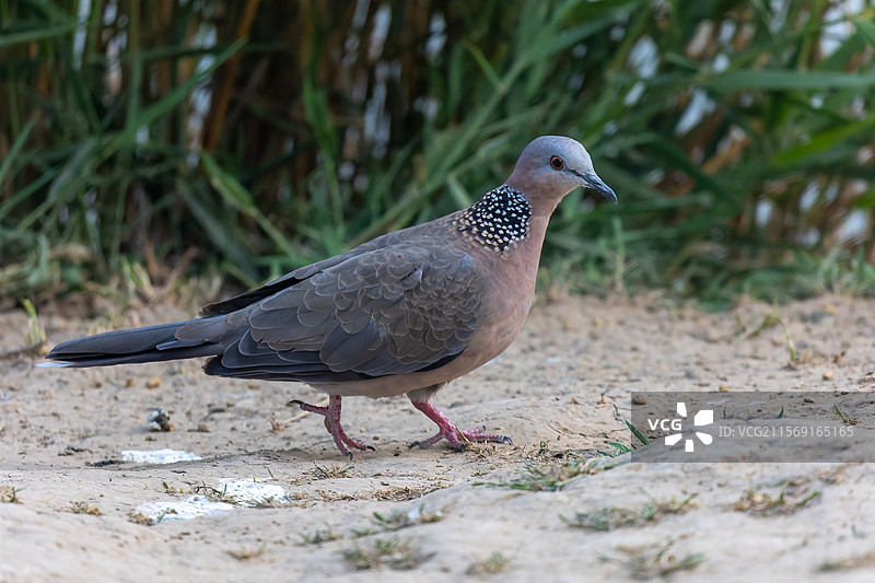 环颈斑鸠的自在身影特写图片素材