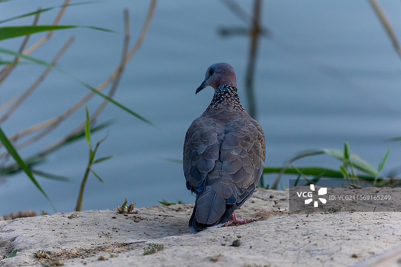 环颈斑鸠的自在身影特写图片素材