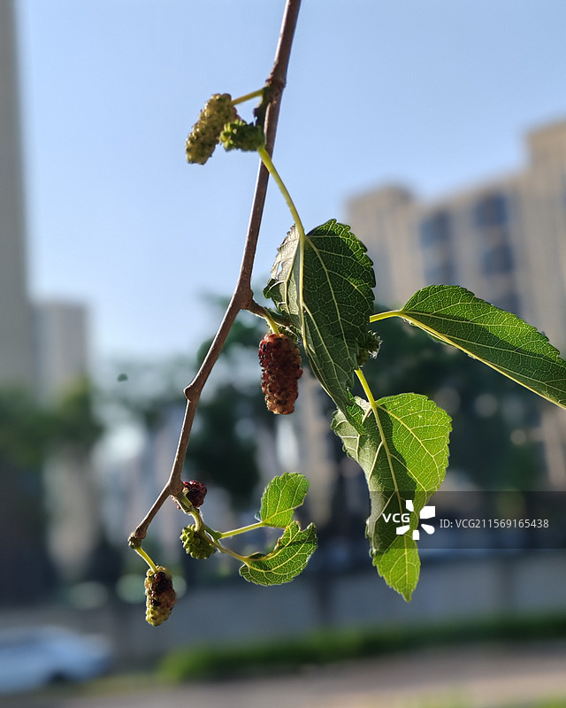 北京路边的桑葚图片素材