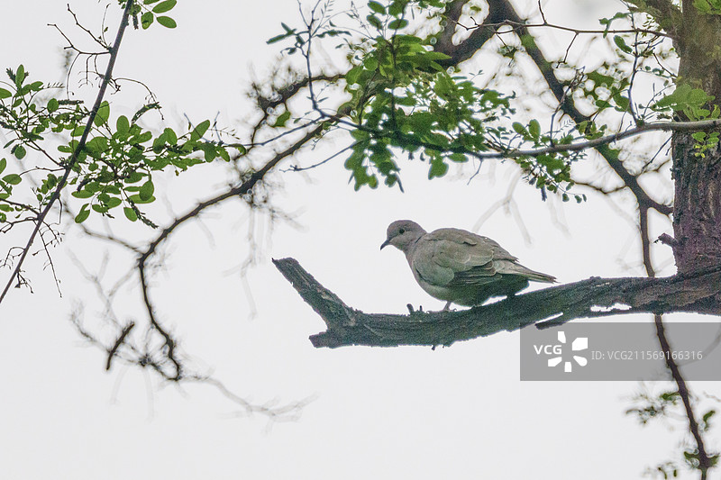 灰斑鸠图片素材