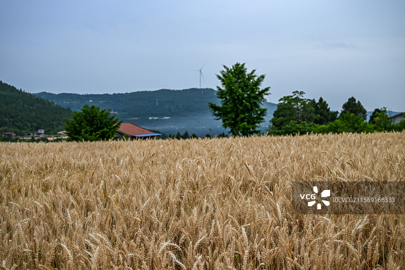 四川省绵阳市游仙区仙鹤镇史家湾小麦地图片图片素材