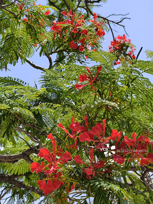 凤凰花火红绽放图片素材