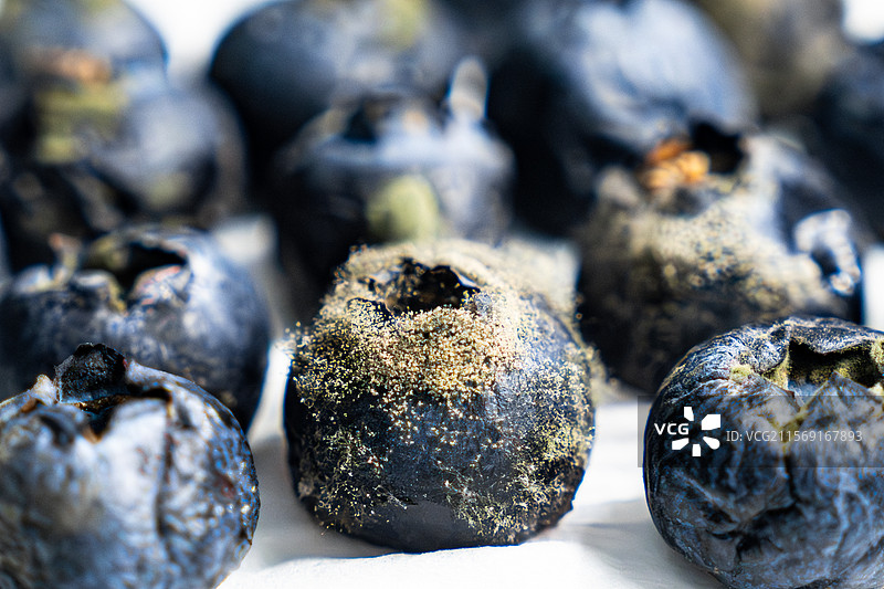 发霉的蓝莓图片素材