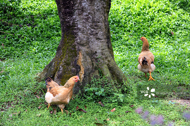 广州增城瓜岭古村图片素材