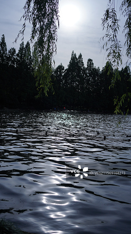 杭州西湖春天柳树波光粼粼鸭子下午图片素材